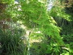 Acer vert.JPG