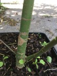 APALMATUM01.jpg