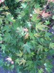 APALMATUM03.jpg
