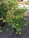 APALMATUM04.jpg