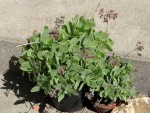 Plante grasse terrasse..JPG