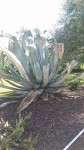 agave.jpg