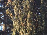 3F99676D-3243-4D6B-8030-883DB11590F0.jpeg