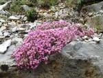 Saponaria officinalis.JPG