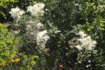 IMG_0031.JPG