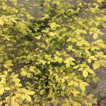 IMG_0440.jpg