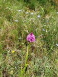 Anacamptis pyramidalis, Orchis pyramidal.JPG