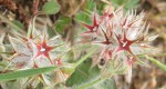 Trifolium stellatum, Trèfle étoilé.JPG