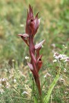 Serapia lingua, orchis.JPG