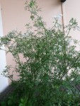IMG_20190518_094447.jpg