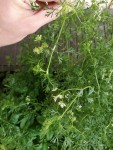 IMG_20190518_094523.jpg