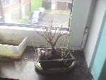 bonsai.jpg