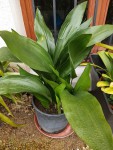 plante.jpg