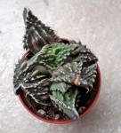 Plante.jpg