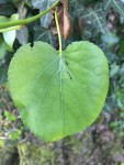 IMG_2031.JPG