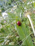 insecte.jpg