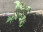 Tomate