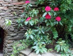 Rhodo rouge-081.JPG