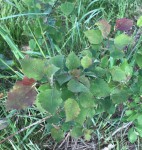 IMG_1951.JPG
