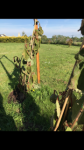 Kiwis 4