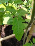 IMG_20190523_115645_compress43.jpg