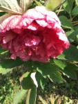 IMG_4293.JPG