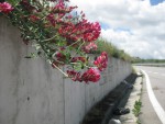 IMG_4539.jpeg