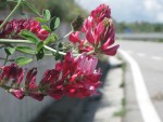 IMG_4540.jpeg
