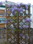 glycine2.jpg