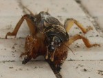 insecte 3.JPG
