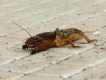 insecte  5.JPG