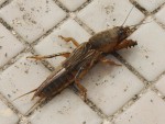 insecte 1.JPG