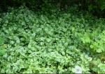 Lamium.jpg