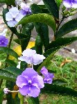 ARBUSTE A FLEURS ODORANTES? mais je ne connais pas le nom