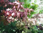 IMG20190525_141925.jpg86.jpg