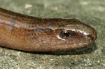 Orvet, Anguis fragilis 3.JPG