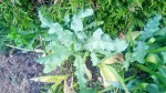 plant (2) 800 px.JPG