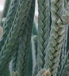 detail.jpg