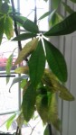 photo ficus.jpg