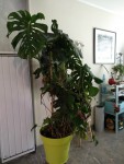 Plante