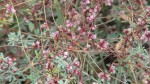 Cuscuta europaea sur Dorycnium pentaphyllum (Badasse) 2.JPG