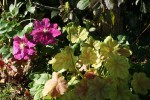 DSC01812.jpg