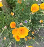 fleur_orange_01.jpg
