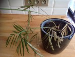 plante verte