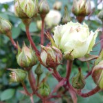 20190530_184803.jpg