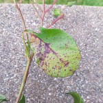 20190530_184709.jpg