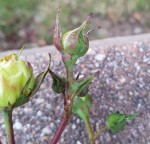 20190530_184730.jpg