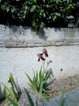 copie 2 Floraison 19 avril 2019 - Iris de Joëlle 1...jpg
