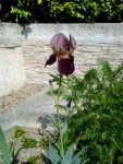 Floraison 19 avril 2019 - Iris de Joëlle 1..jpg