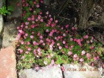 DSCN1680fleurs gerberoy.jpg